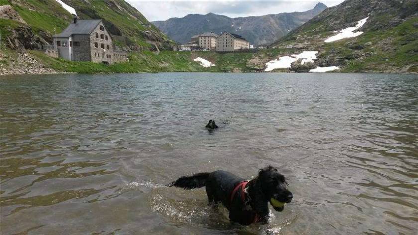 our dogs swimming in the lake at the op of the pass