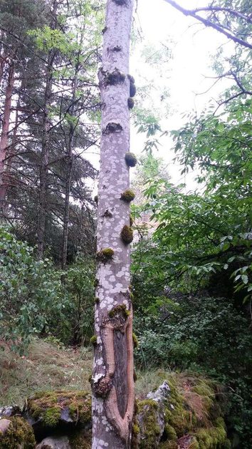 Tree growing moss balls