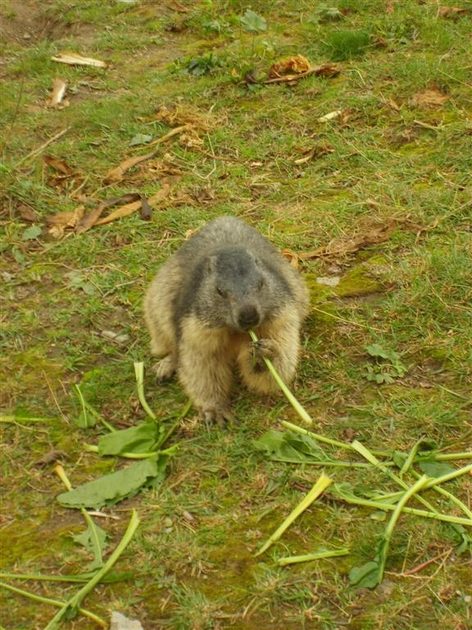 Marmotta, native to the Alps