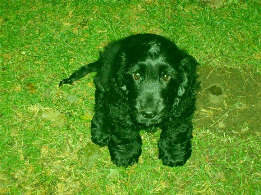 Peluche, one of our resident Cocker Spaniels